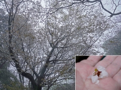 盗蜜されたヤマザクラの花