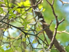 カラタチの花