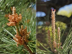 クロマツの雄花と雌花