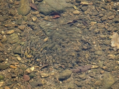 ボラの幼魚の群れ