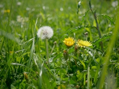 綿毛の高さが花と同じくらいのトウカイタンポポ