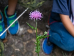 触れると湧き出るノアザミの花粉