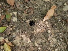 セミの幼虫が出た跡