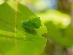 アオスジアゲハの幼虫