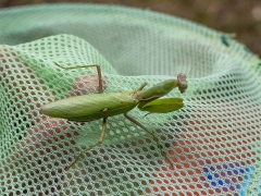 ハラビロカマキリ