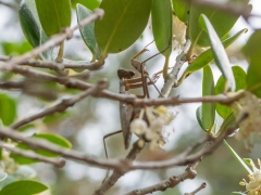 ハラビロカマキリ褐色型