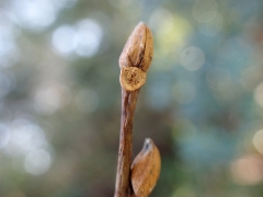 ネジキの冬芽