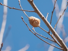 オオカマキリの卵鞘