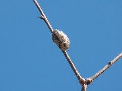 ハラビロカマキリの卵鞘