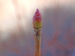 ドウダンツツジの冬芽