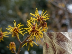 シナマンサクの花と葉の裏