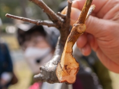 ヤドリギの根が食い込んでいる様子