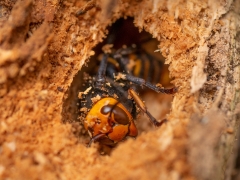 コガタスズメバチの越冬