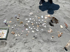 浜で見つけられた貝など