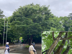 ケヤキの樹幹流