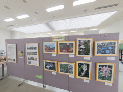 本会の歴史・活動紹介、「東三河の植物風景」