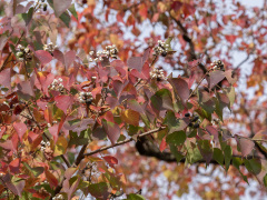 ナンキンハゼの紅葉と果実