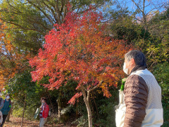 イロハモミジの紅葉の解説