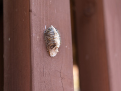 ハラビロカマキリの卵鞘