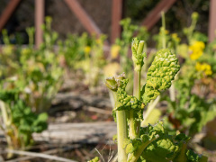 ニホンジカの食害を受けた菜の花