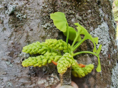 イチョウの雄花