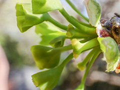 イチョウの雌花