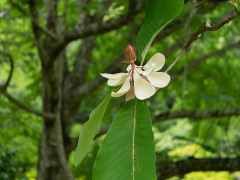 ホオノキの花