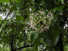 サンゴジュの花