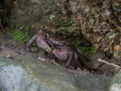 石垣から姿を現すクロベンケイガニ