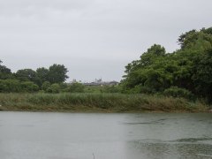 豊川沿いの増水で倒された植物