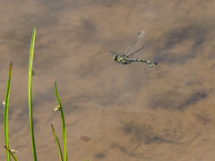 ウチワヤンマ