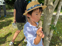 アゲハチョウ捕まえた