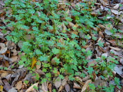 オオキバナカタバミの葉