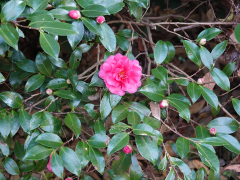 カンツバキの花