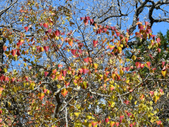 ナンキンハゼの紅葉と実