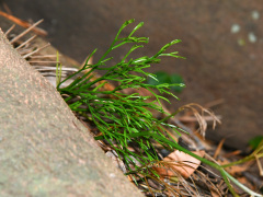 着生植物のマツバラン