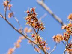 マンサクの花