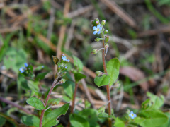 キュウリグサの花