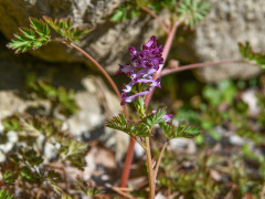 ムラサキケマンの花