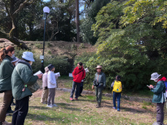 タブノキの混芽の観察風景