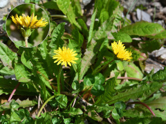 トウカイタンポポの花