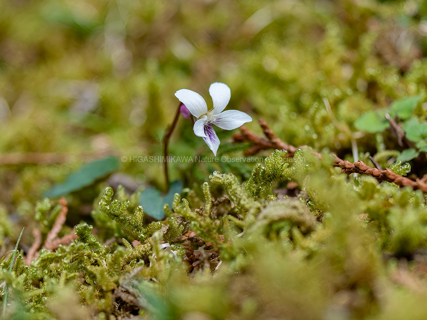 本宮山自然観察会「カエルの産卵と春の花々 」 | NPO法人東三河自然観察会
