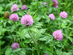 ムラサキツメクサの花