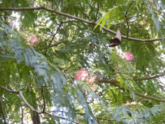 ネムの花とクロアゲハ