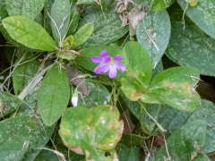 ムラサキカタバミの花