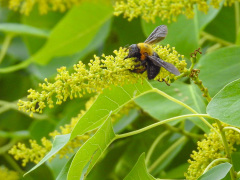 ナンキンハゼの花とクマバチ