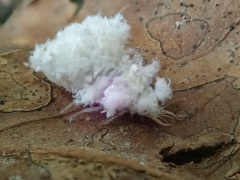 クサカゲロウの仲間の幼虫