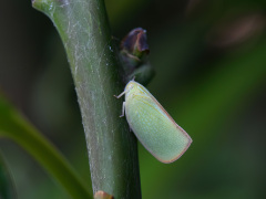 アオバハゴロモの成虫