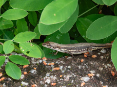 ニホンカナヘビ