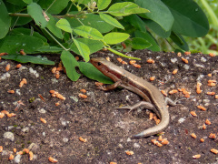ヒガシニホントカゲ